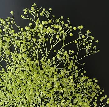 Amazon | takeda かすみ草 S (エンジェルグリーン) | TAKEDA | ドライ